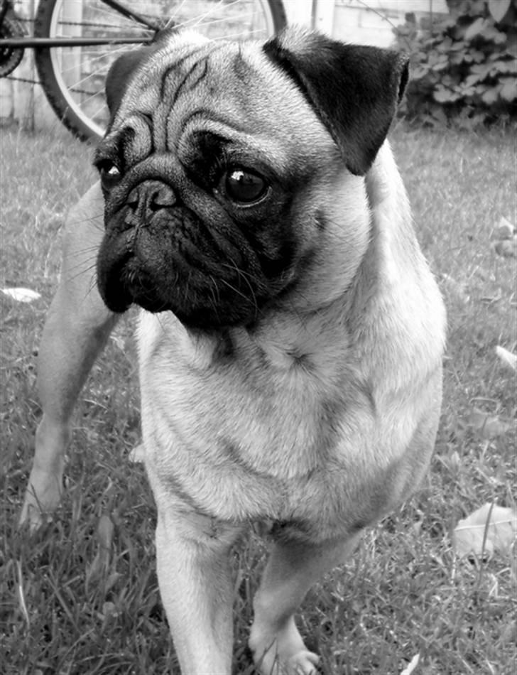 Mops Mahjongs Hector billede 4