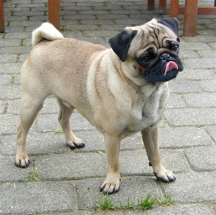 Mops Mahjongs Hector billede 5