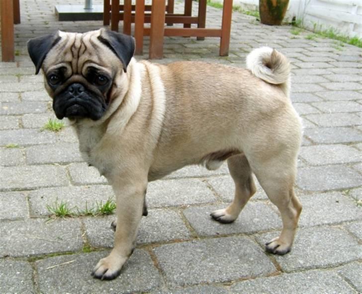 Mops Mahjongs Hector billede 6