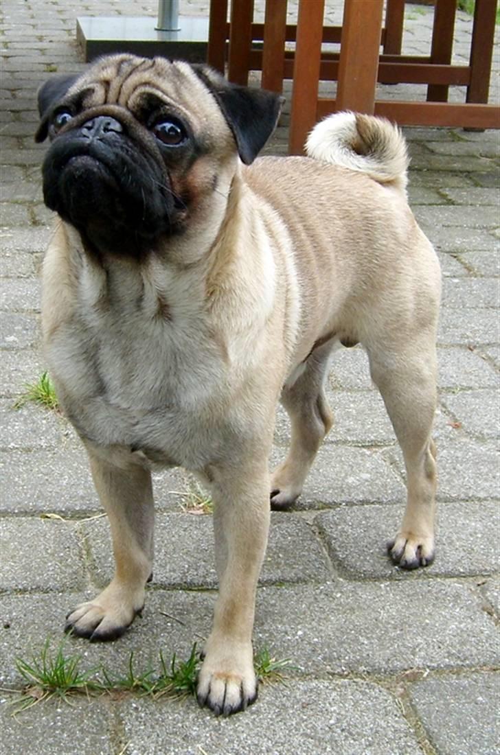 Mops Mahjongs Hector billede 7