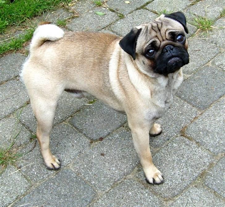 Mops Mahjongs Hector billede 8