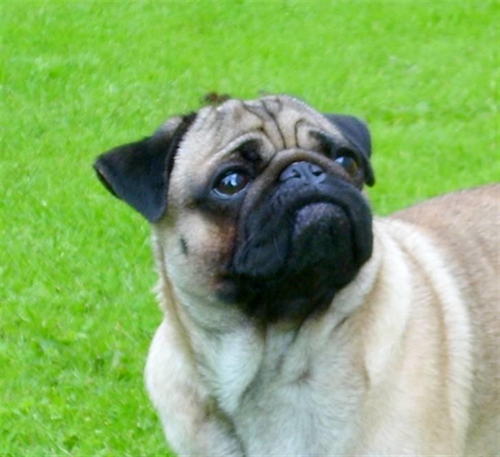 Mops Mahjongs Hector billede 9