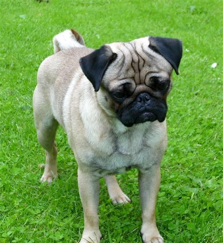 Mops Mahjongs Hector billede 10