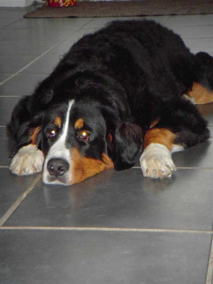 Berner sennenhund balou billede 6