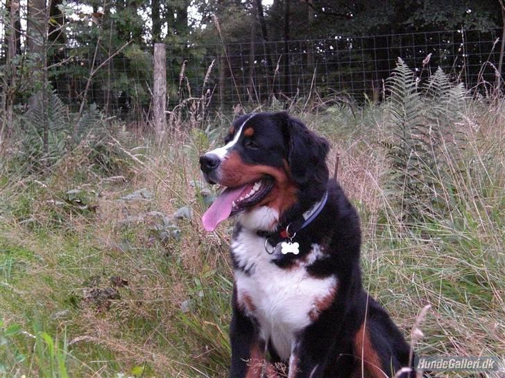 Berner sennenhund balou billede 7