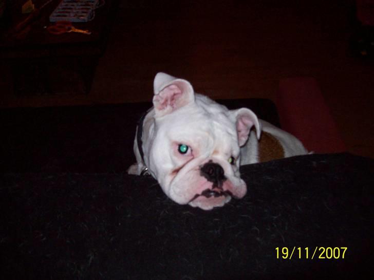 Engelsk bulldog luci billede 6