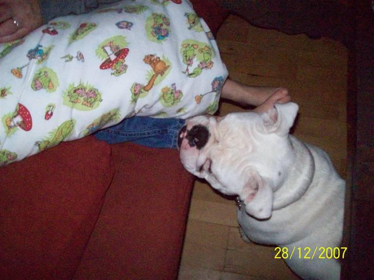 Engelsk bulldog luci billede 7