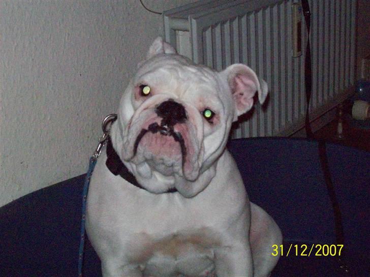 Engelsk bulldog luci billede 8