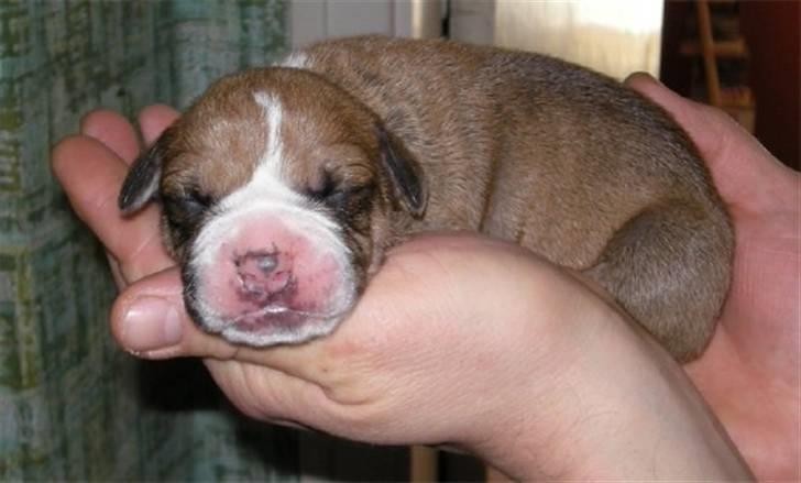 Olde english bulldogge Baloo (Zeoli Kuma) - 2 dage gammel billede 1