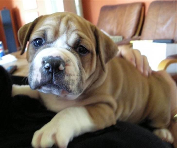 Olde english bulldogge Baloo (Zeoli Kuma) - 4 uger billede 3