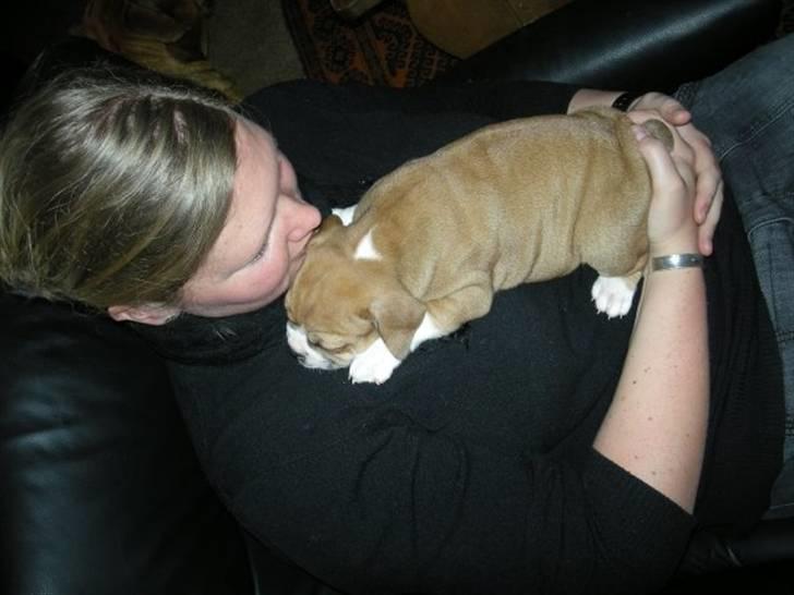 Olde english bulldogge Baloo (Zeoli Kuma) - 4 uger billede 4
