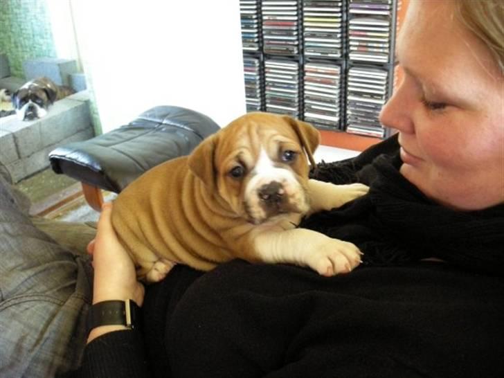 Olde english bulldogge Baloo (Zeoli Kuma) - 4 uger billede 5