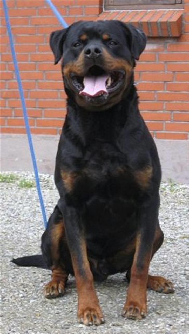 Rottweiler Balou vom Herrenhaus billede 1