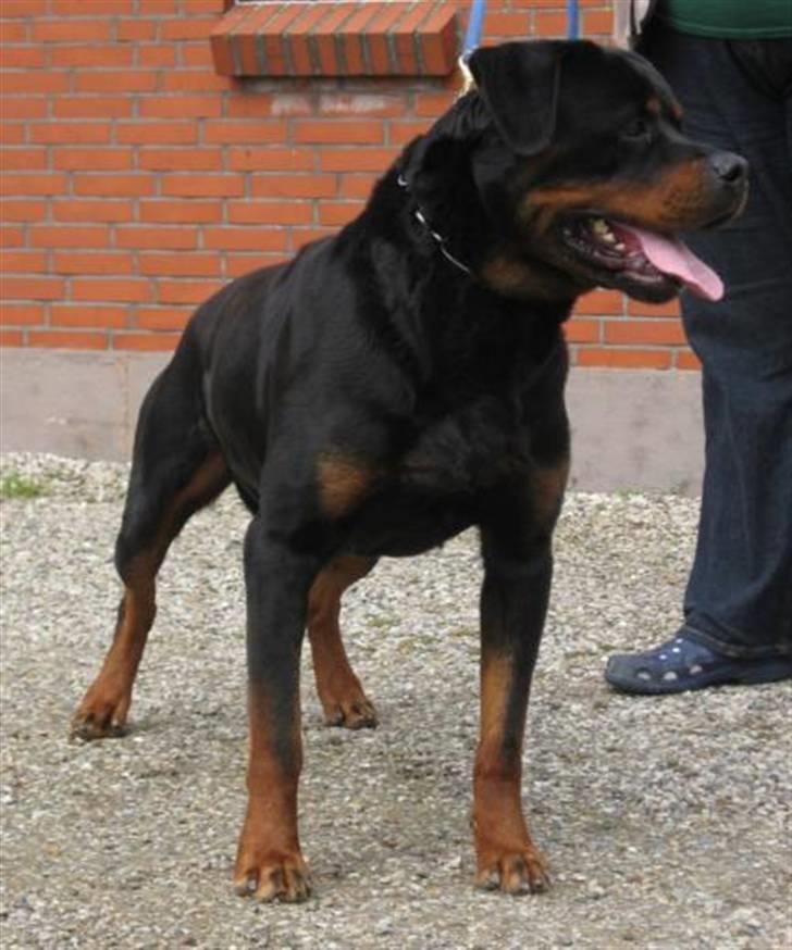 Rottweiler Balou vom Herrenhaus billede 2