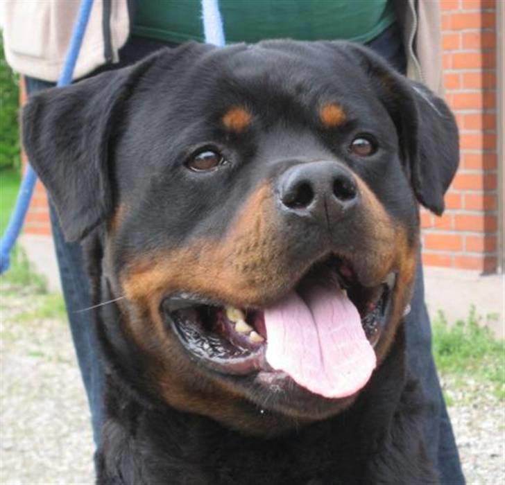 Rottweiler Balou vom Herrenhaus billede 3