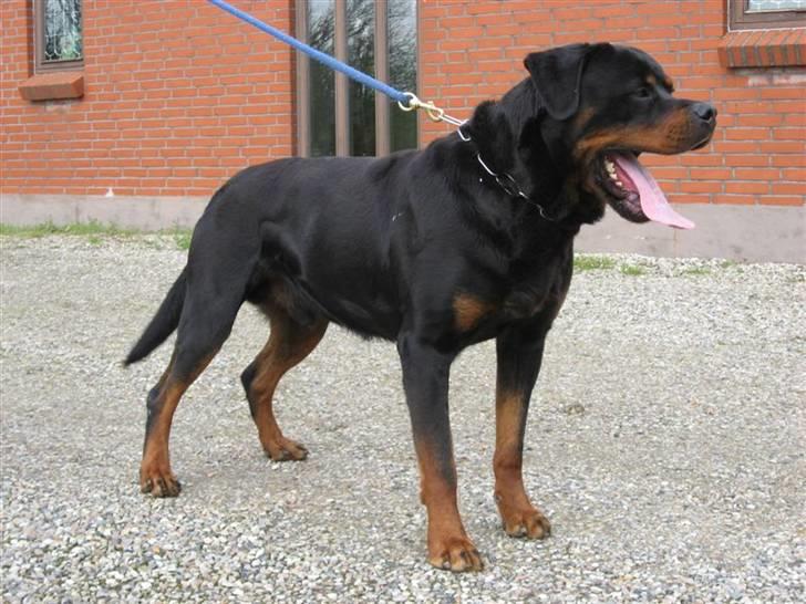 Rottweiler Balou vom Herrenhaus billede 4