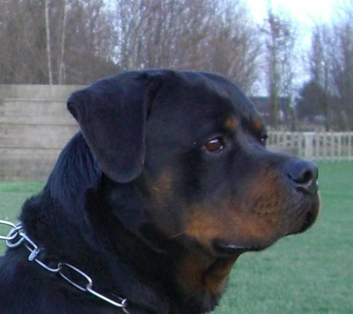 Rottweiler Balou vom Herrenhaus billede 5