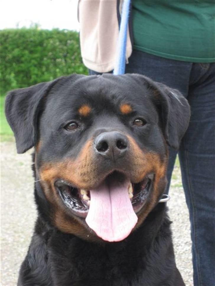 Rottweiler Balou vom Herrenhaus billede 6