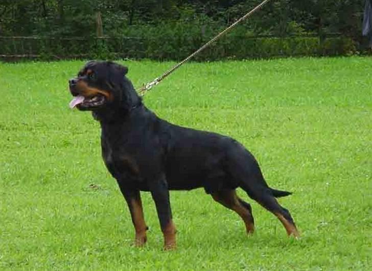 Rottweiler Balou vom Herrenhaus billede 7