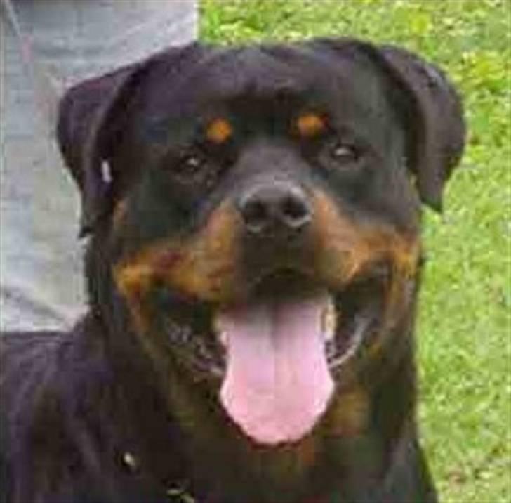 Rottweiler Balou vom Herrenhaus billede 8