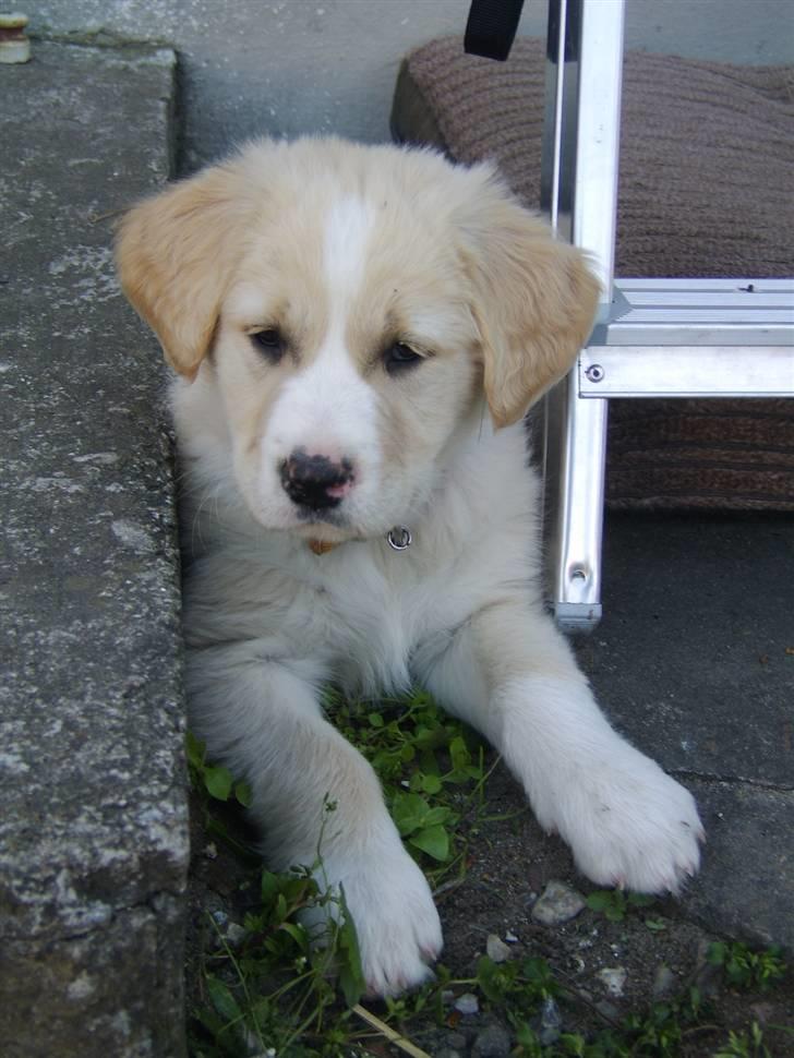 Blanding af racer Bailey  billede 1