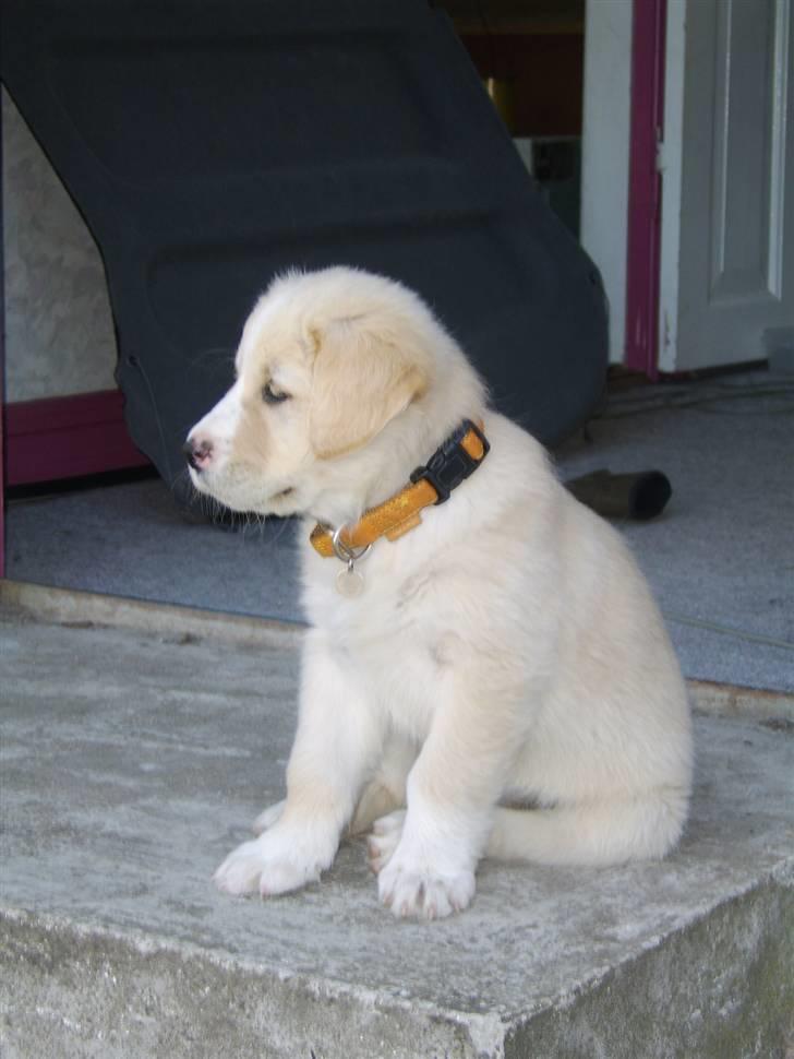 Blanding af racer Bailey  billede 2