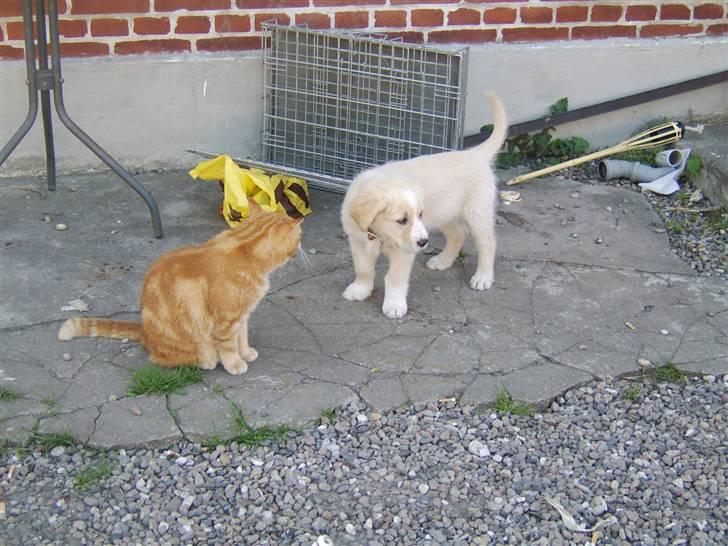 Blanding af racer Bailey  - Her er jeg og vores søde han kat Fimse ;-) billede 3