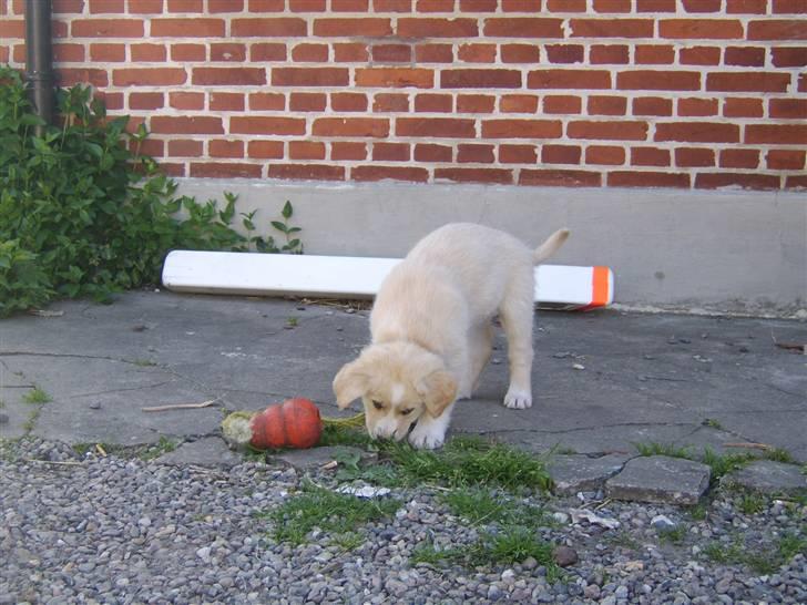 Blanding af racer Bailey  billede 4