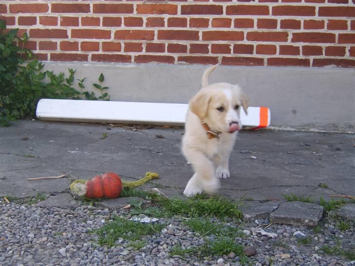 Blanding af racer Bailey  billede 5