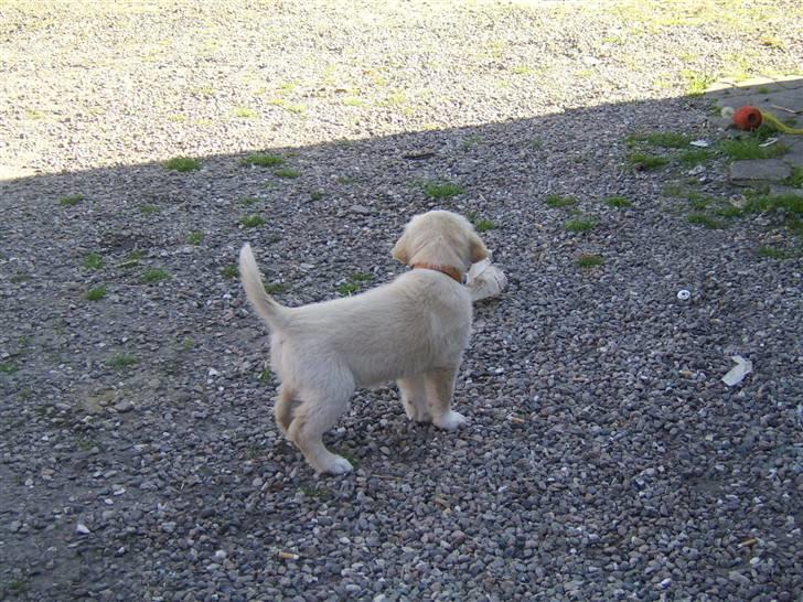 Blanding af racer Bailey  billede 6