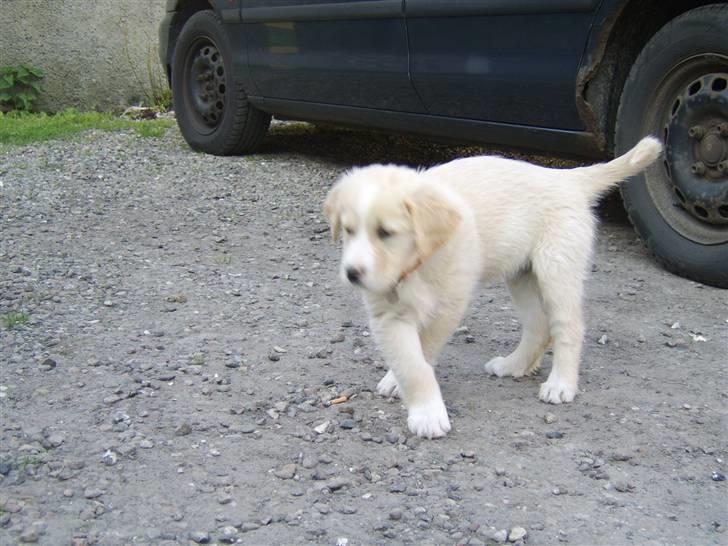 Blanding af racer Bailey  billede 7