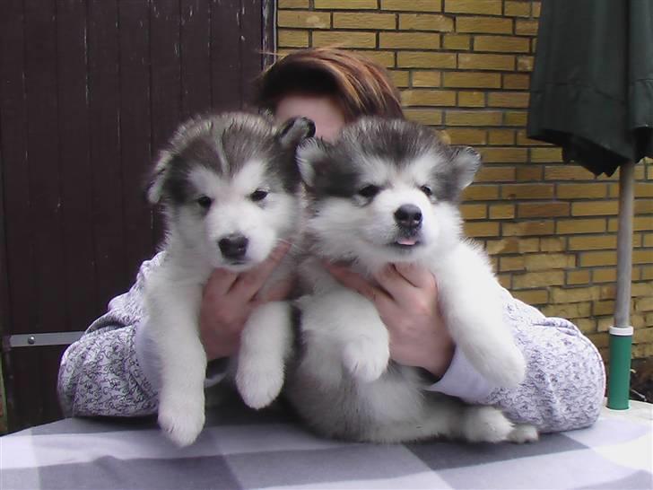 Alaskan malamute Sunset - Det er mig til venstre billede 8