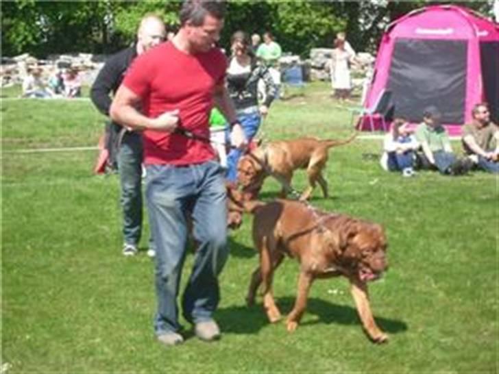 Dogue de bordeaux Santos - Her skal jeg løbe;o) billede 9