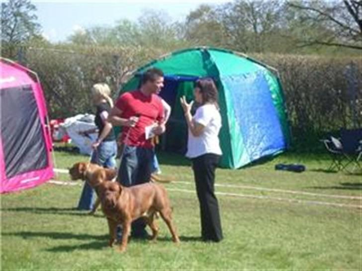 Dogue de bordeaux Santos - Her får jeg et certifikat og jeg blev bedst i racen;o) billede 10