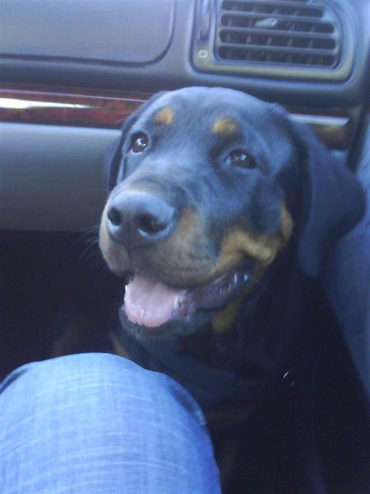 Rottweiler Luna (2008-2008) - luna 5 mdr.. billede 1