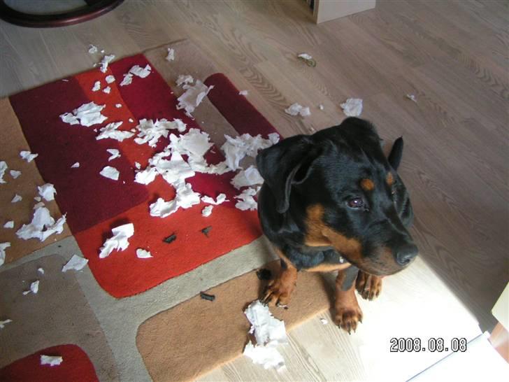 Rottweiler Luna (2008-2008) - hvem ? mig ? jeg har da ikke lavet noget... :o) billede 2