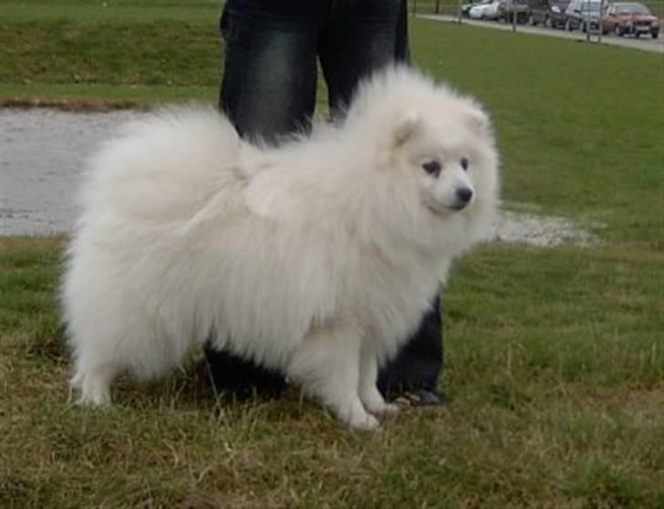 Japansk spids Nuggie. - her er jeg på hunde udstilling.. billede 19