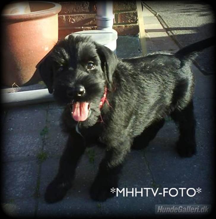 Riesenschnauzer Molly<3' - foto:MHHTV .mig d; dagen  vi fik hende d; billede 9
