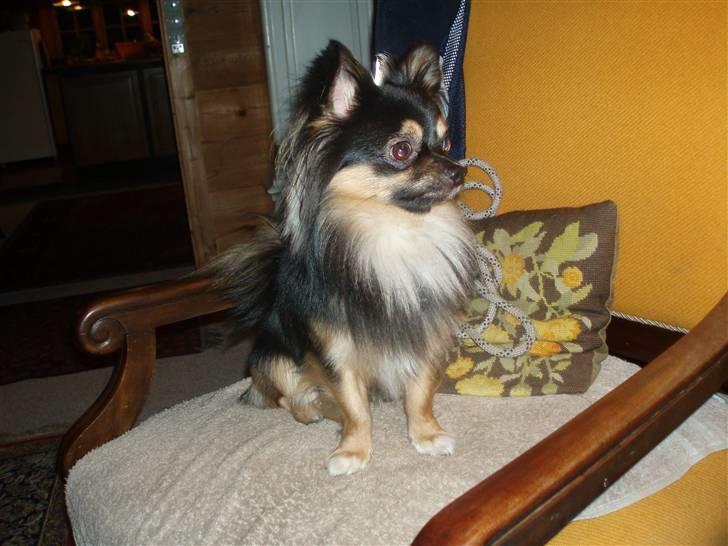 Chihuahua of Mexi's Kenzo - Jeg kan godt side pænt, hvis jeg gider....hihi billede 16