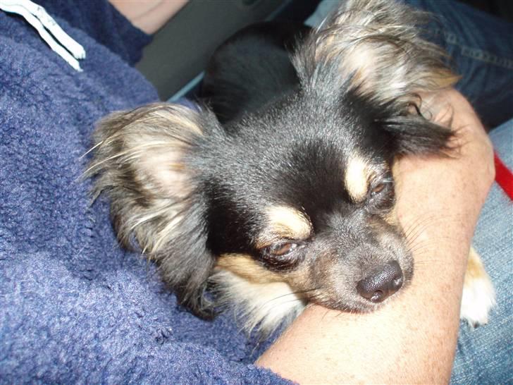 Chihuahua of Mexi's Kenzo - Skønt at ligge i fars arme billede 17