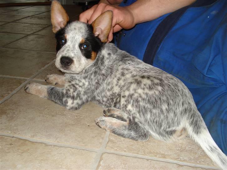 Australsk cattledog Anton *Himmelhund* billede 8