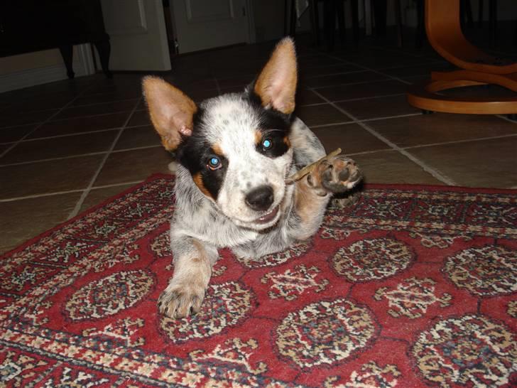 Australsk cattledog Anton *Himmelhund* billede 9