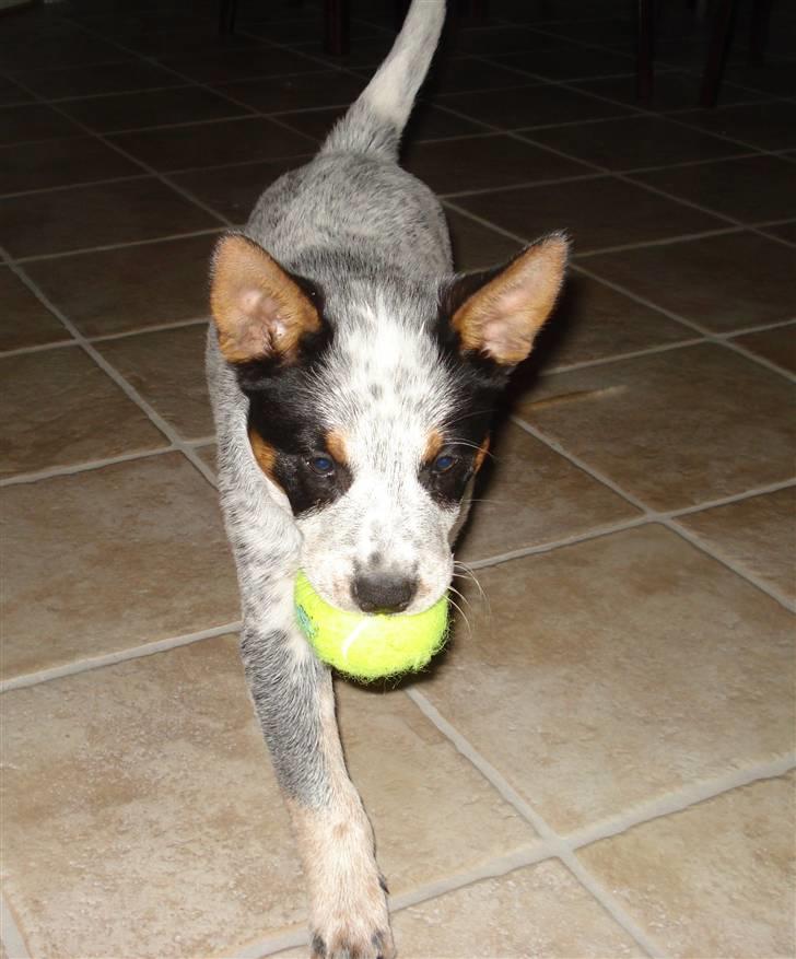 Australsk cattledog Anton *Himmelhund* billede 10
