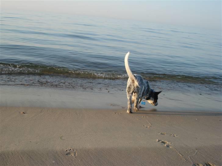 Australsk cattledog Anton *Himmelhund* - Han bliver mere og mere modig med vand :o) billede 11