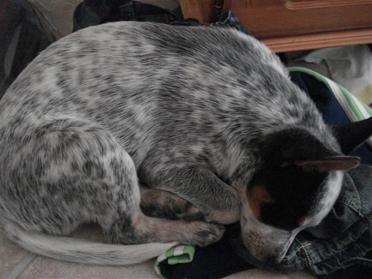 Australsk cattledog Anton *Himmelhund* billede 12