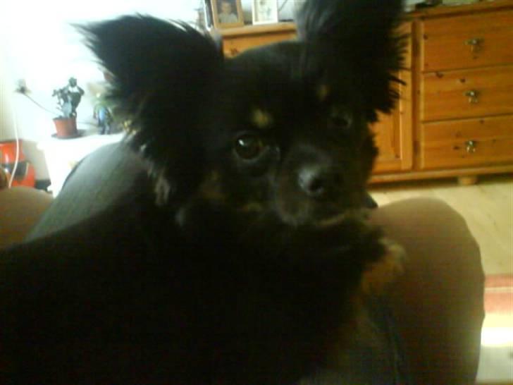 Blanding af racer Mulle RIP 07/02-2012 - jeg holder øje;) billede 4