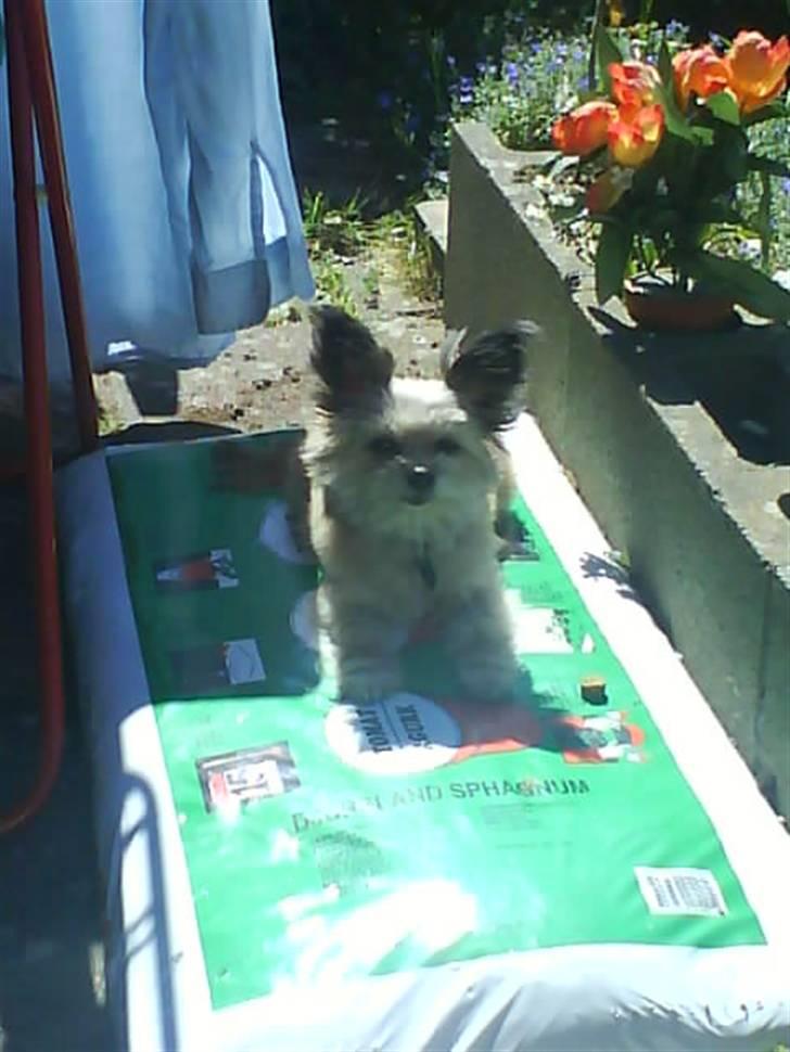 Blanding af racer Tulle R.I.P 12/3- 2009 - her er så dejligt:) billede 10