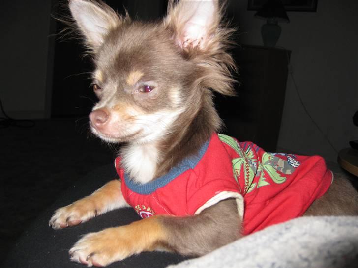 Chihuahua Alladin - Ja, jeg er en smuk dreng siger min mor. billede 1