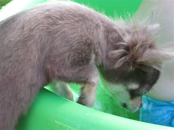 Chihuahua Alladin - Mmm... dejligt med en tår vand i den her varme... billede 2