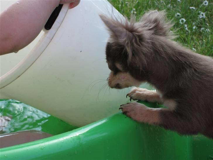 Chihuahua Alladin - Hvad skal du med den spand...? Du har da vand.....? billede 3